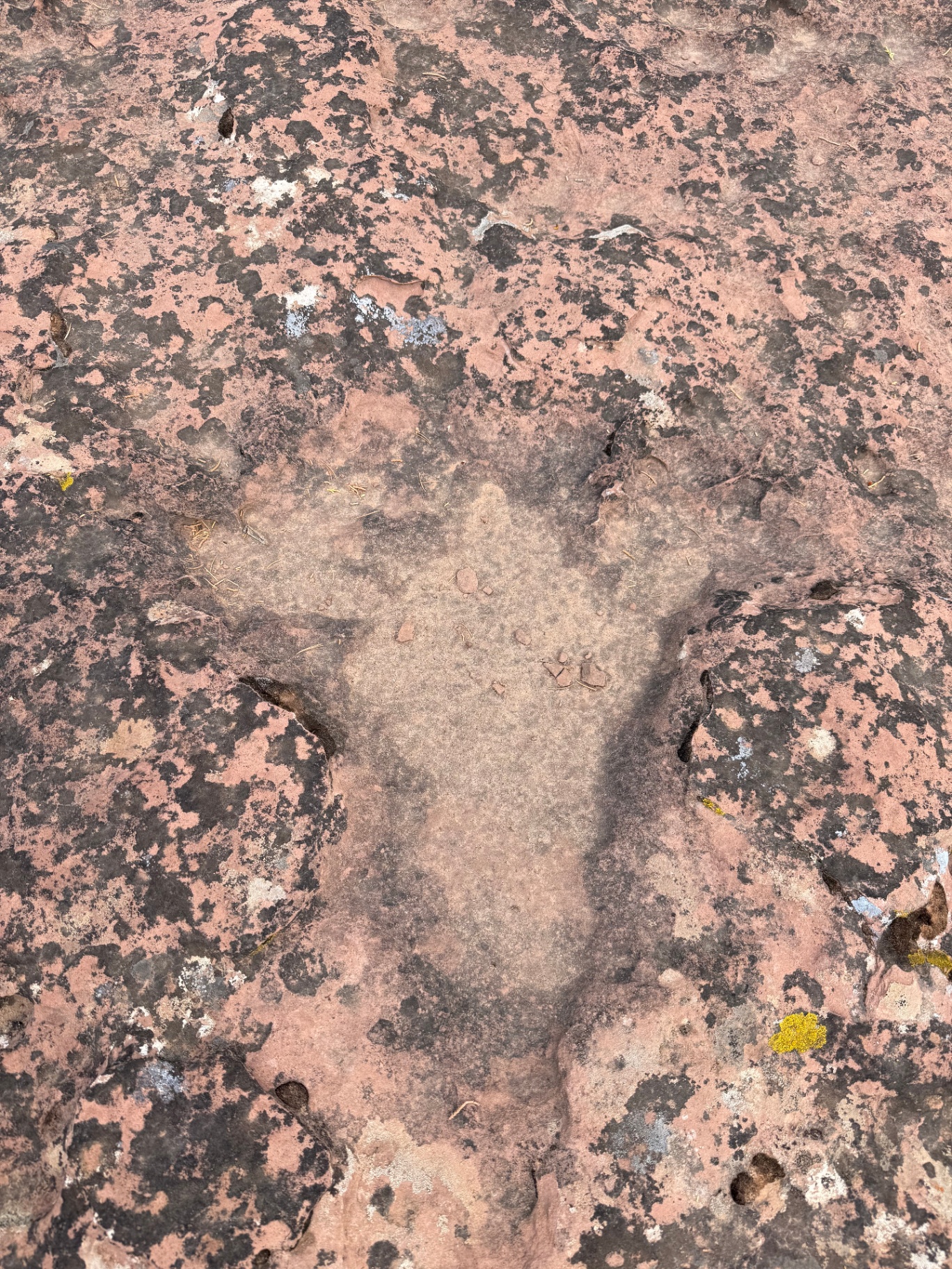 A large three-toed impression in weathered pink-and-black sandstone in the Utah backcountry.